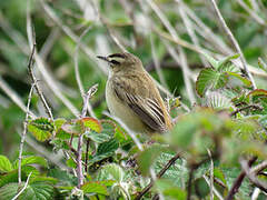 Sedge Warbler