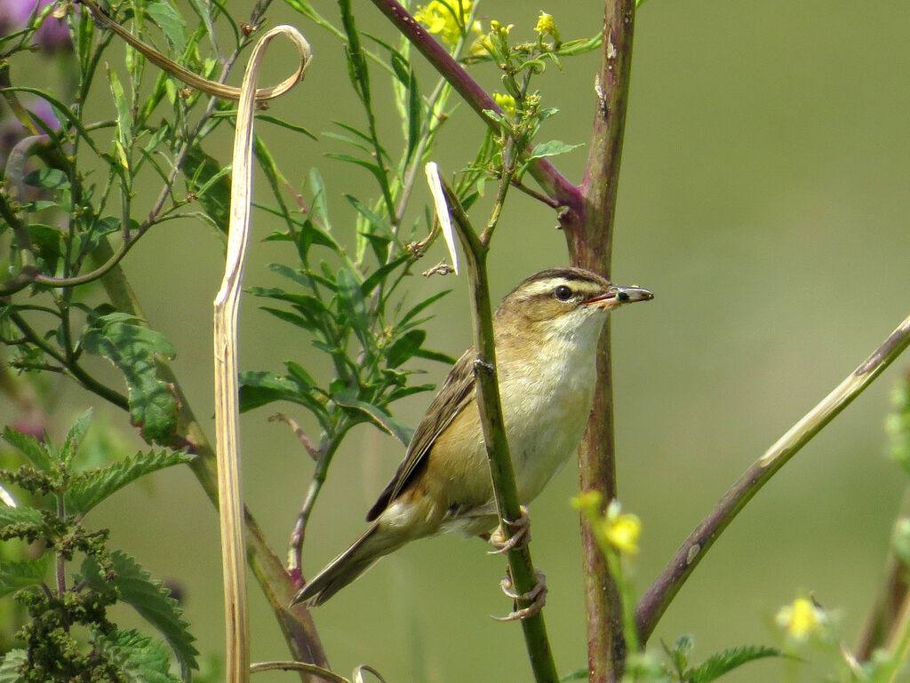 Sedge Warbler