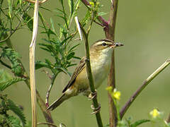 Sedge Warbler