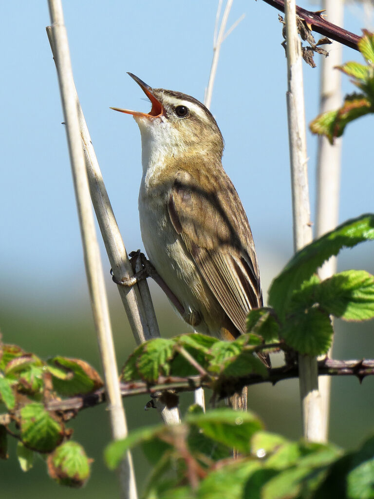 Sedge Warbler