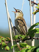 Sedge Warbler