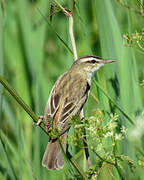 Sedge Warbler