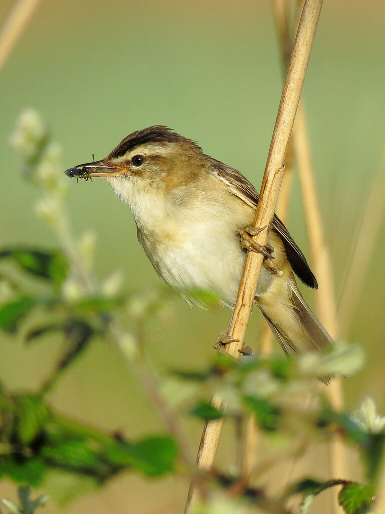 Sedge Warbler