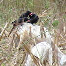 Piapiac africain