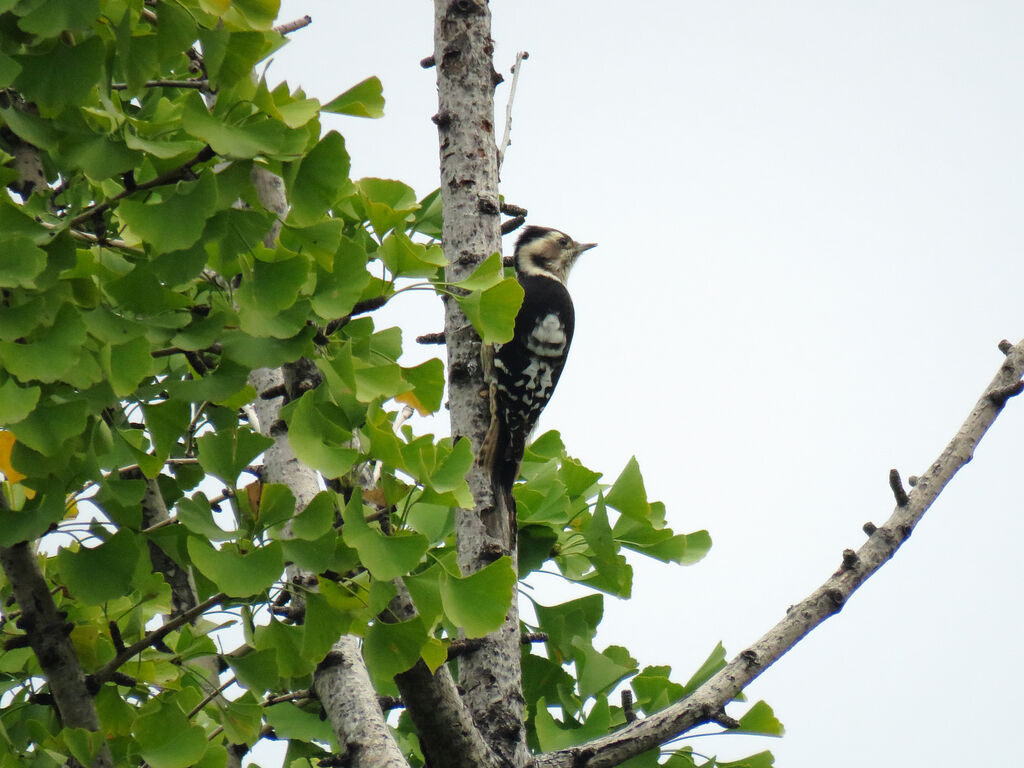 Grey-capped Pygmy Woodpecker