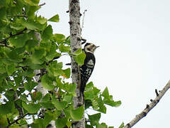 Grey-capped Pygmy Woodpecker