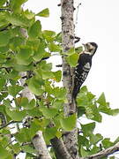 Grey-capped Pygmy Woodpecker