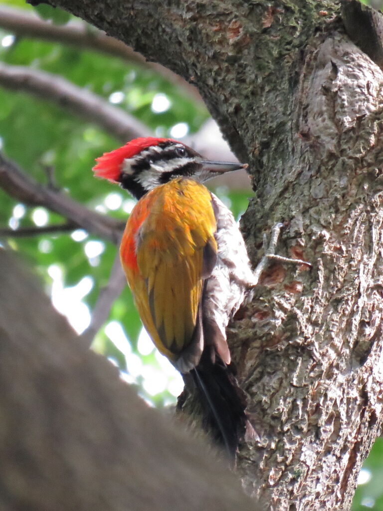 Common Flameback