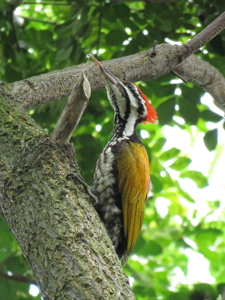 Common Flameback male