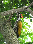 Common Flameback