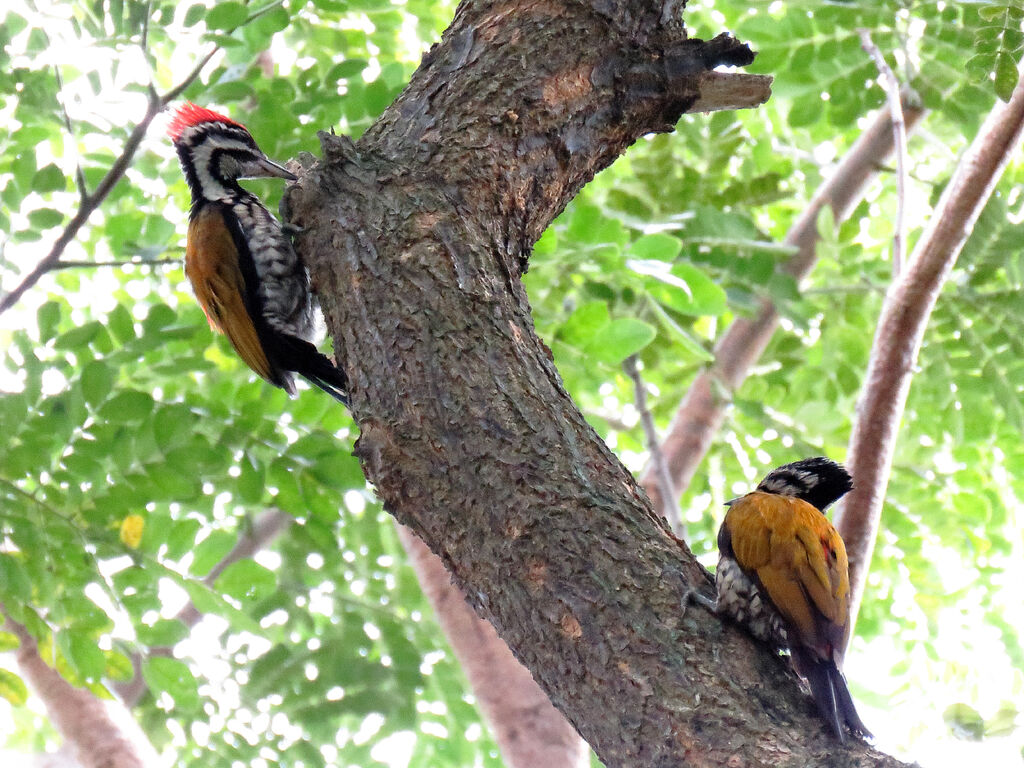 Common Flamebackadult