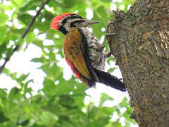 Common Flameback