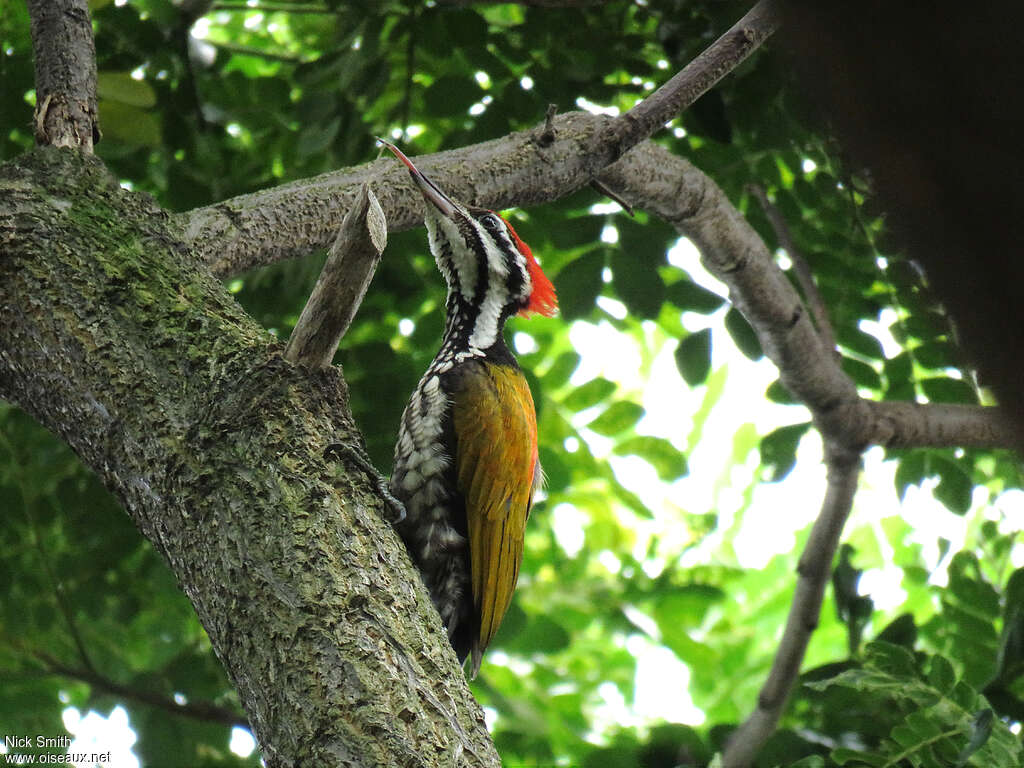 Common Flameback male adult, Behaviour