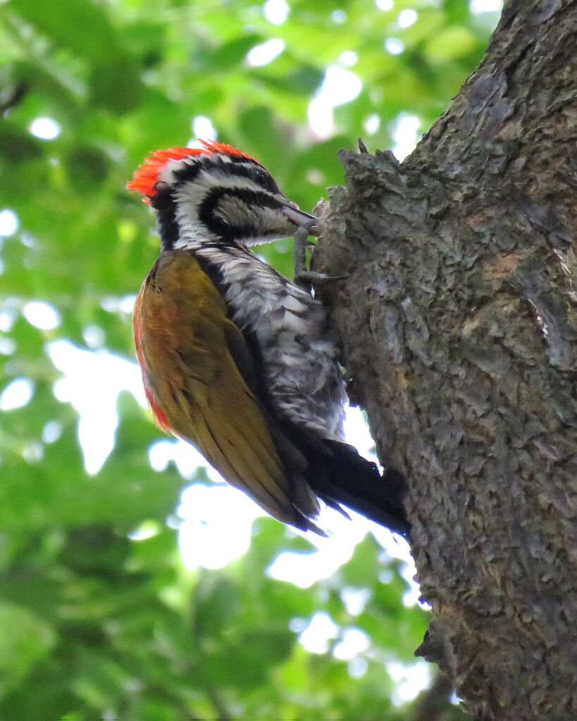 Common Flameback