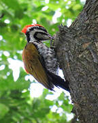 Common Flameback