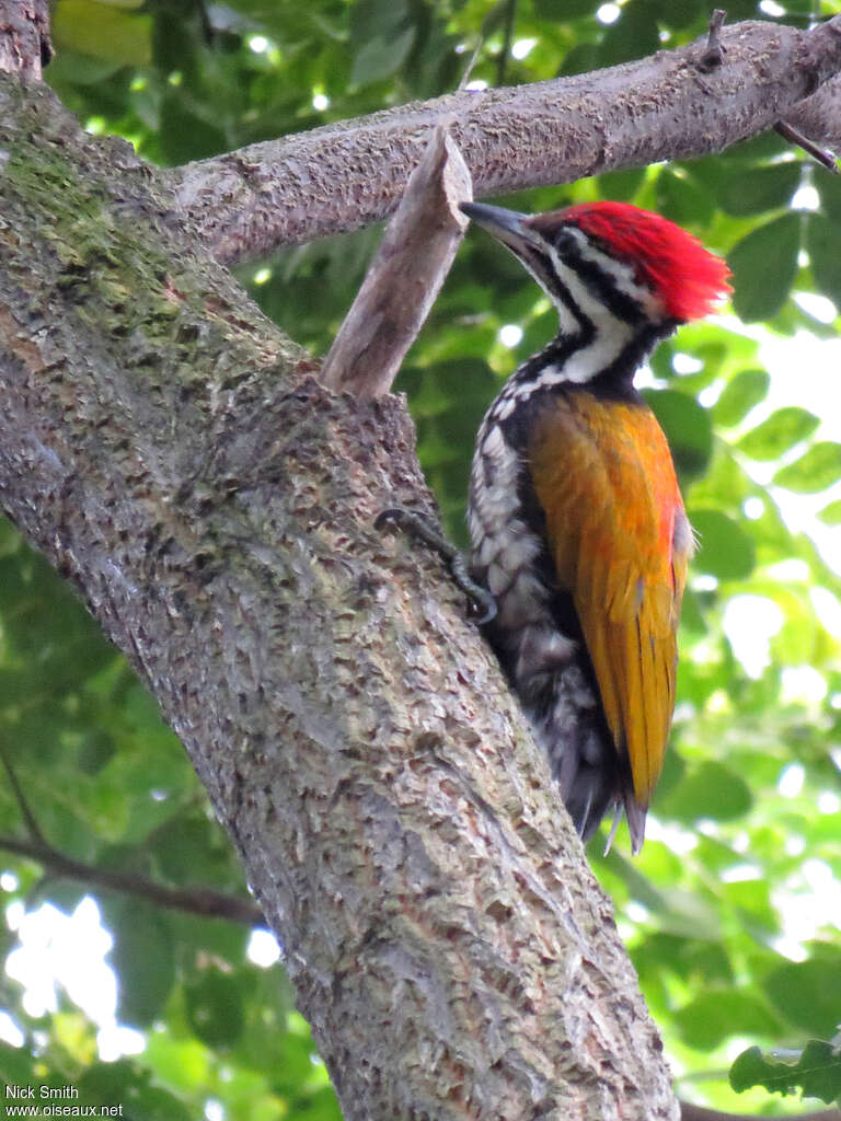 Pic à dos rouge mâle adulte, identification