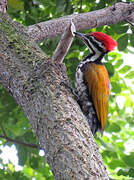 Common Flameback