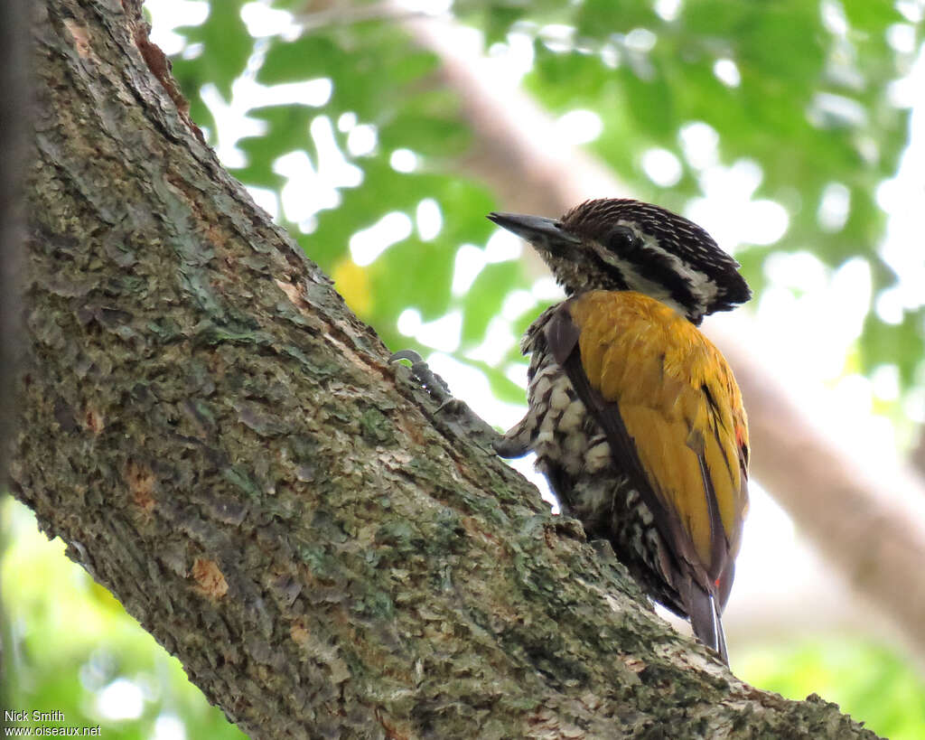 Common Flameback female adult, aspect