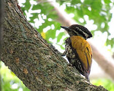 Common Flameback