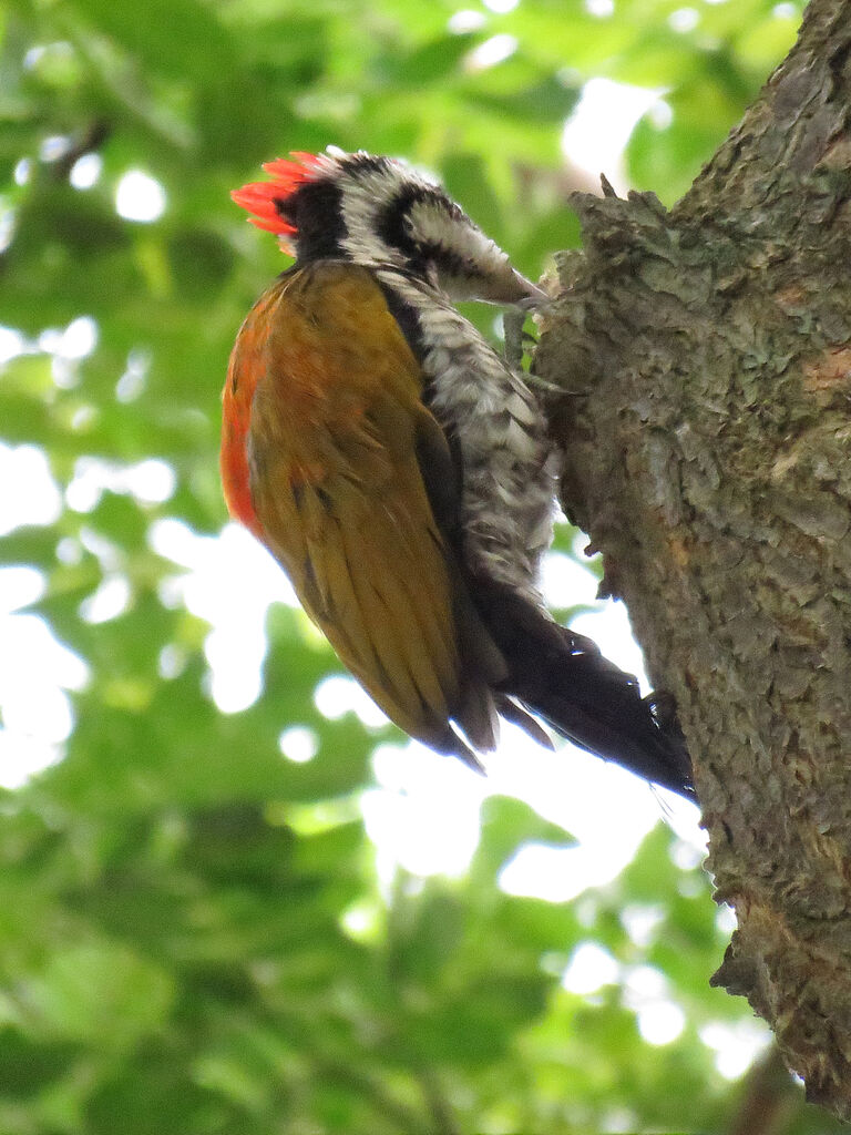 Common Flameback