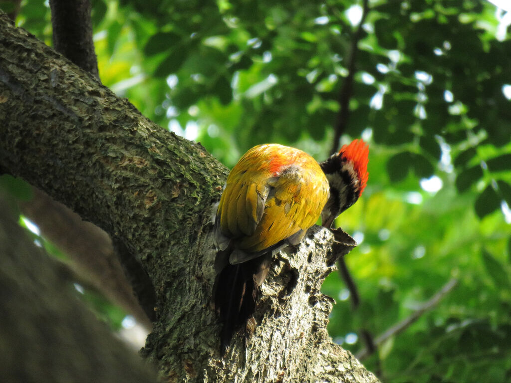 Common Flameback