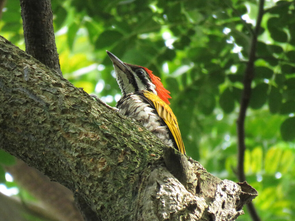 Common Flameback male