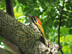 Common Flameback