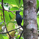 Pic de la Guadeloupe