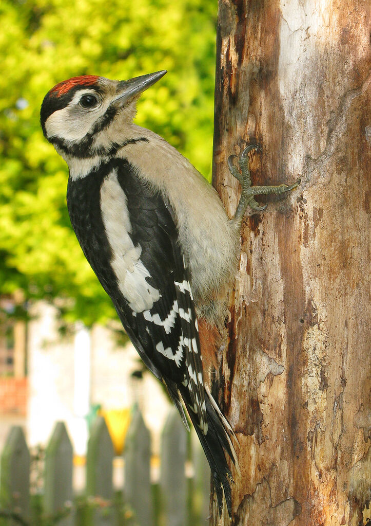 Great Spotted Woodpecker