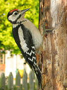 Great Spotted Woodpecker