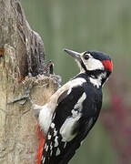 Great Spotted Woodpecker