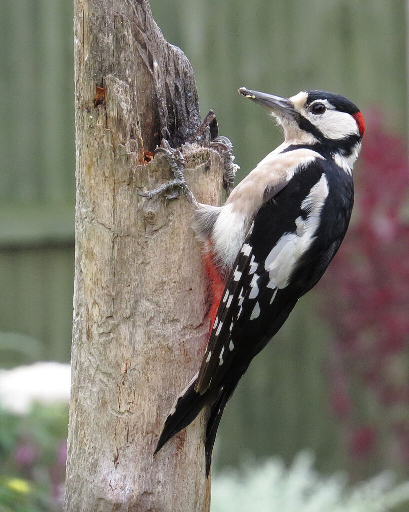 Great Spotted Woodpecker male