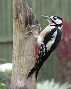 Great Spotted Woodpecker