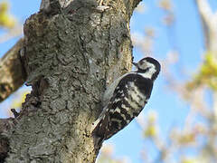 Lesser Spotted Woodpecker