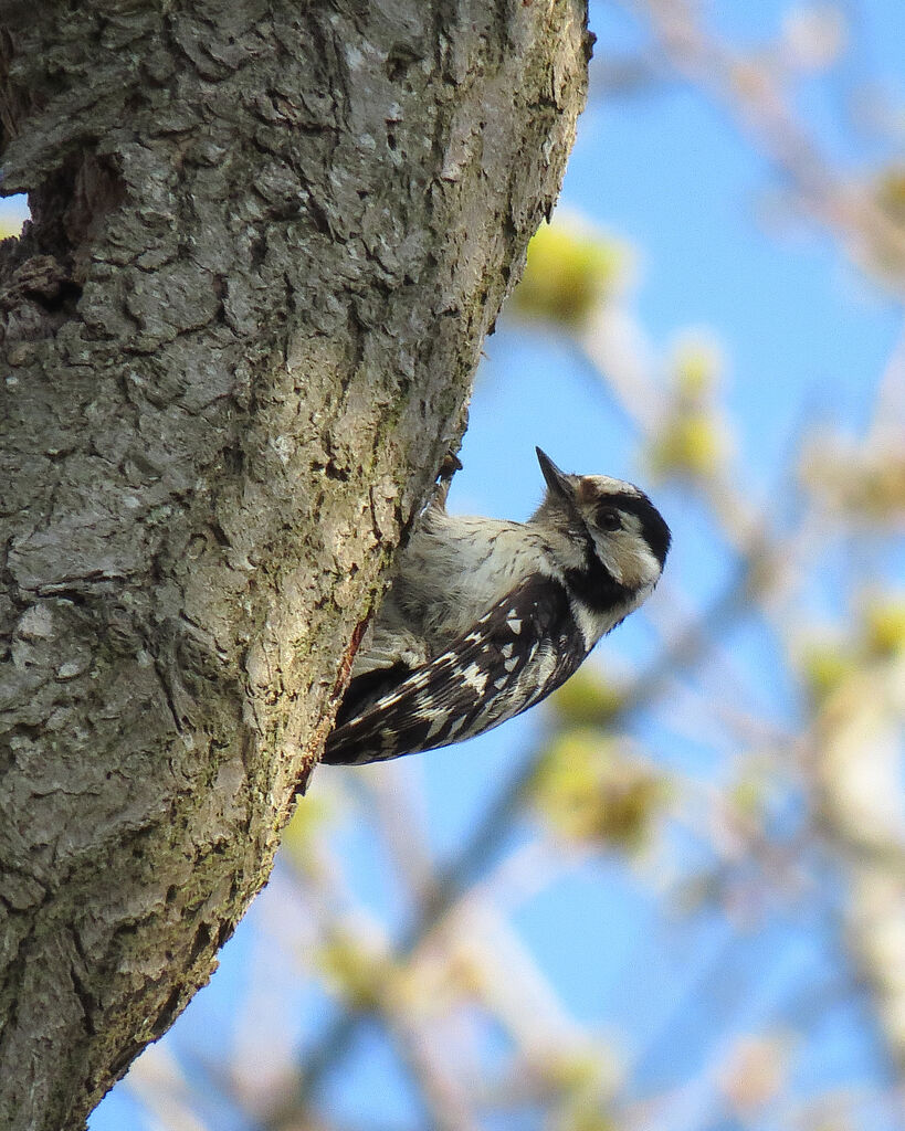 Lesser Spotted Woodpecker female