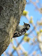 Lesser Spotted Woodpecker