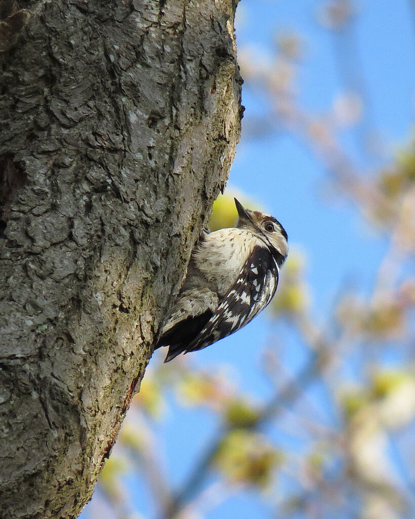 Lesser Spotted Woodpecker female