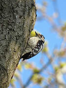 Lesser Spotted Woodpecker