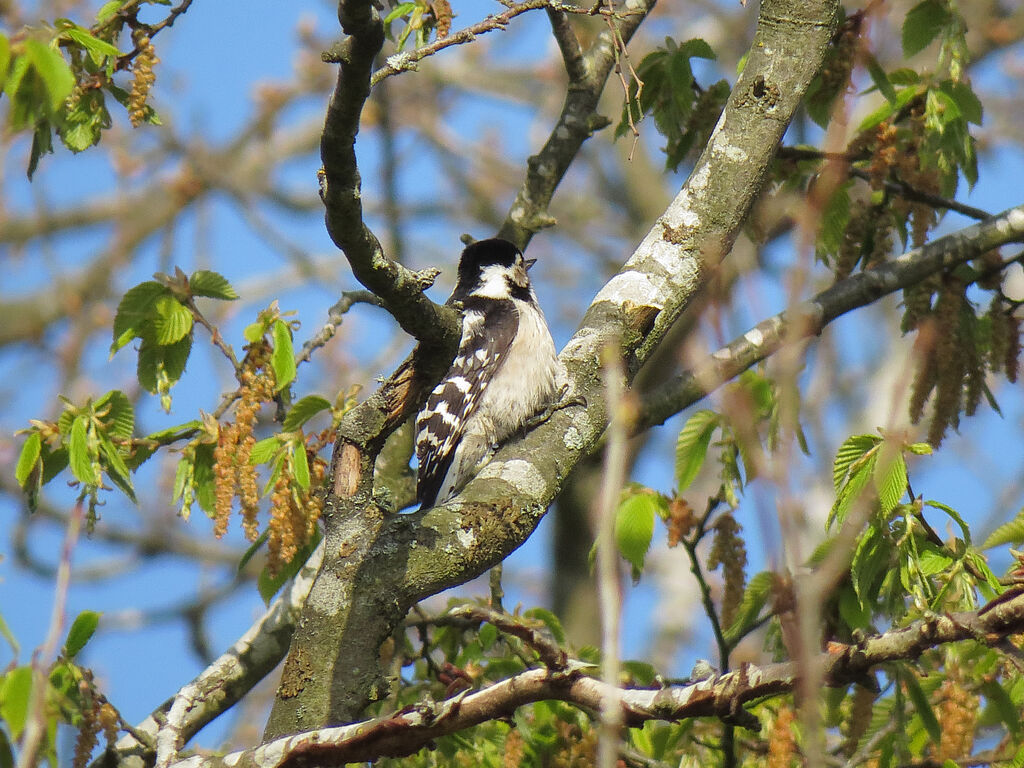 Lesser Spotted Woodpecker