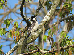 Lesser Spotted Woodpecker