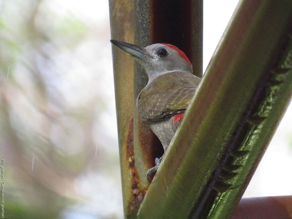 African Grey Woodpecker