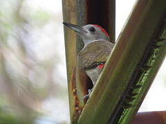 African Grey Woodpecker