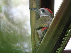 African Grey Woodpecker