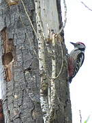 Middle Spotted Woodpecker