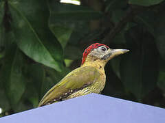 Laced Woodpecker