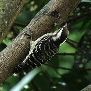 Sunda Pygmy Woodpecker