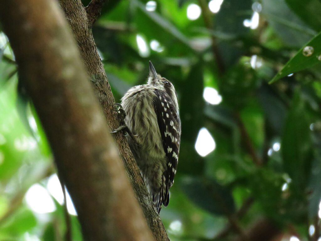 Sunda Pygmy Woodpecker