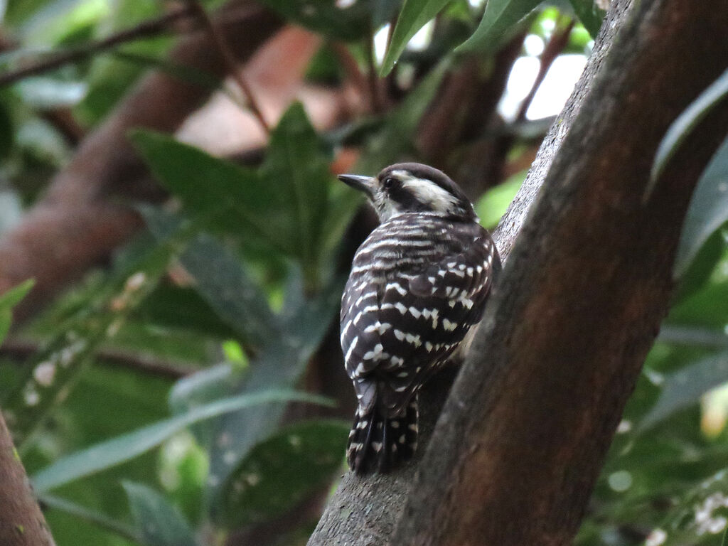 Sunda Pygmy Woodpeckeradult, Behaviour