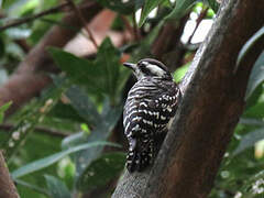 Sunda Pygmy Woodpecker