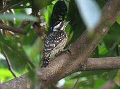 Sunda Pygmy Woodpecker